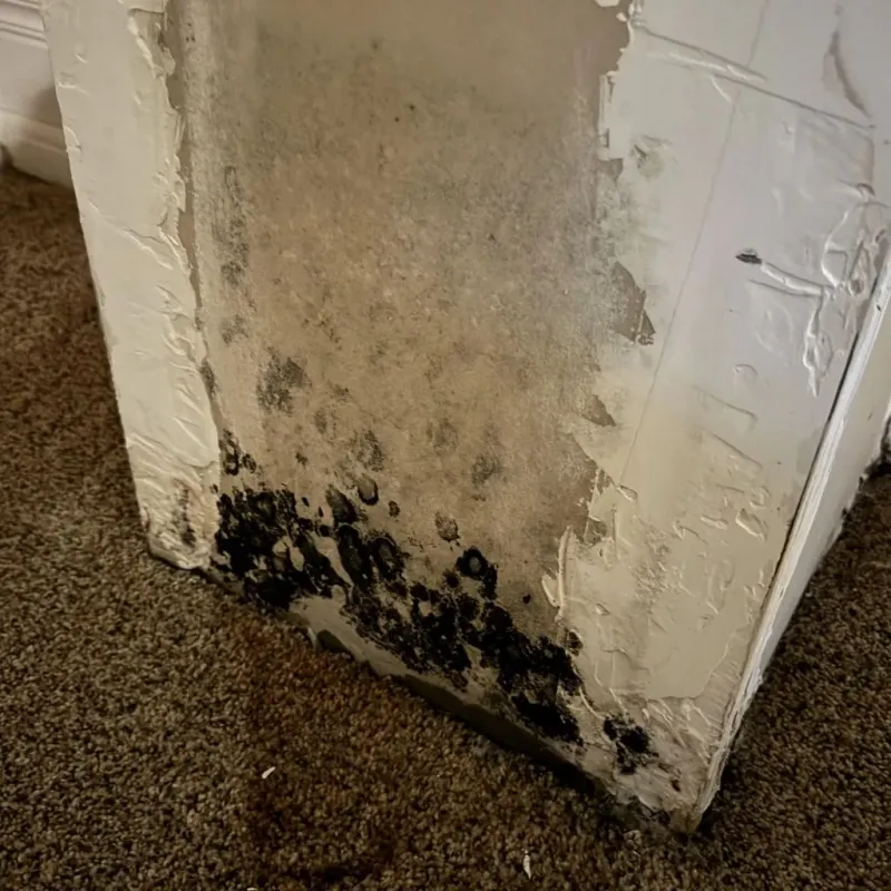Professional Mold Removal in Charlestown, IN